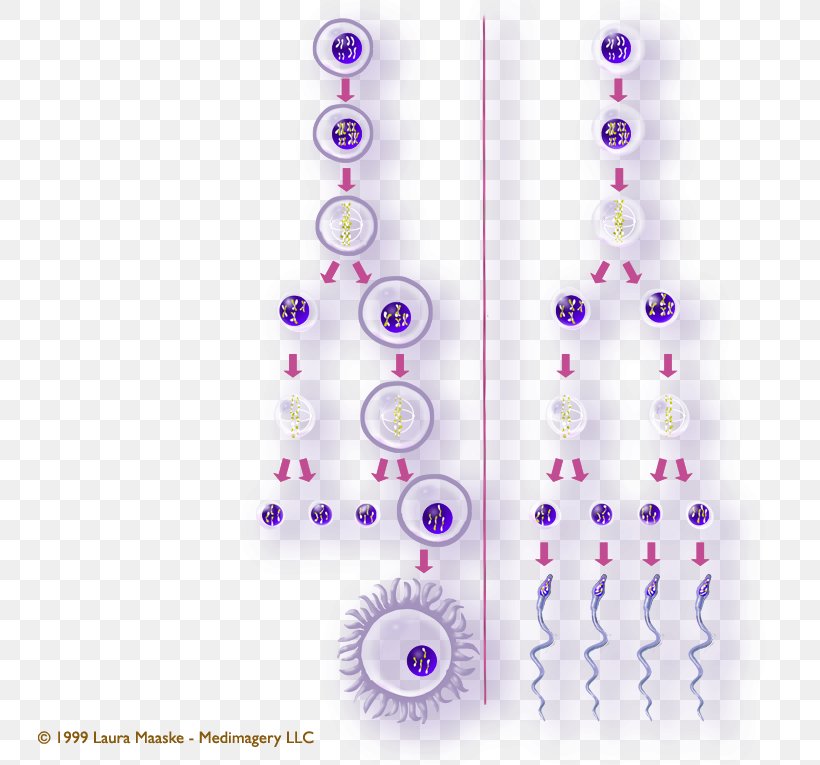 Gametogenesis Meiosis Gamete Spermatogenesis Male, PNG, 773x765px, Watercolor, Cartoon, Flower, Frame, Heart Download Free