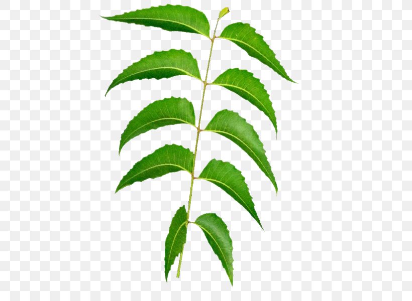 Leaf Tea Neem Tree Neem Oil, PNG, 462x600px, Leaf, Azadirachta, Chinaberry, Grape Seed Oil, Hemp Download Free