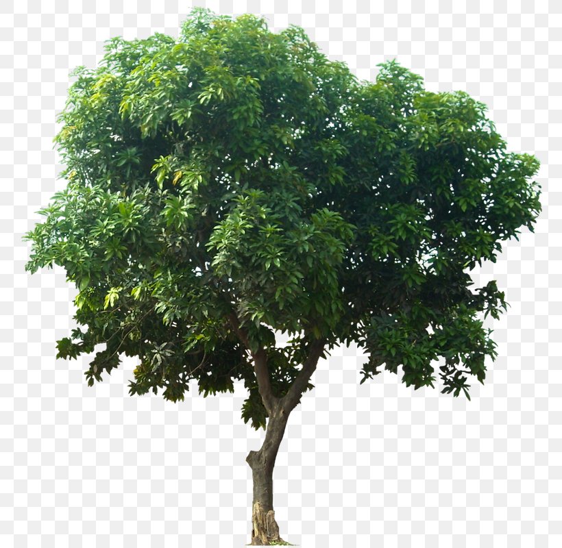 Tree Mangifera Indica Clip Art, PNG, 778x800px, Tree, Branch, Evergreen, Mangifera Indica, Mango Download Free