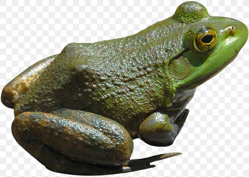 American Bullfrog Amphibian Lithobates Clamitans, PNG, 1535x1094px, Frog, American Bullfrog, American Green Tree Frog, Amphibian, Batrachia Download Free