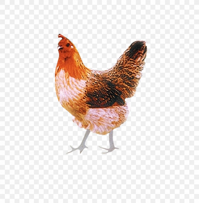 Chicken Poultry Rooster Livestock, PNG, 2024x2067px, Chicken, Animal, Beak, Bird, Feather Download Free