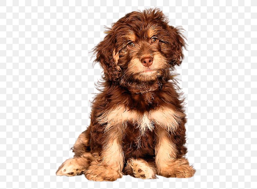 Cockapoo Goldendoodle Cavapoo Schnoodle Puppy, PNG, 500x603px, Cockapoo, Bolonka, Carnivoran, Cavapoo, Companion Dog Download Free