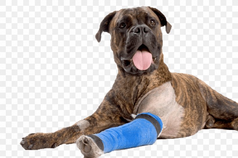 Dog Anterior Cruciate Ligament Puppy Pet Veterinarian, PNG, 852x568px, Dog, Anterior Cruciate Ligament, Anterior Cruciate Ligament Injury, Arthritis, Bone Fracture Download Free