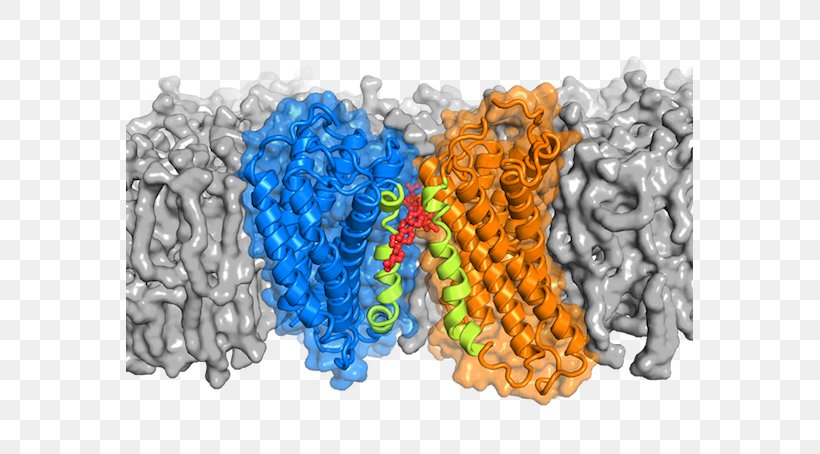 G Protein–coupled Receptor G Alpha Subunit, PNG, 567x454px, G Proteincoupled Receptor, Biology, Cell, Drug, G Alpha Subunit Download Free