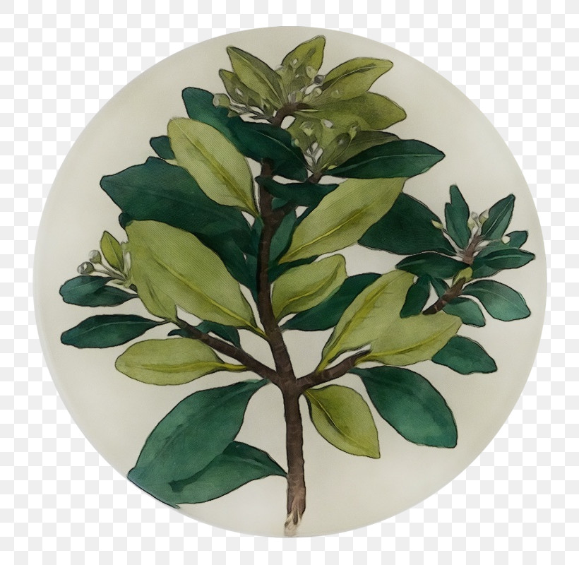 Leaf Flowerpot Houseplant Herb Science, PNG, 800x800px, Watercolor, Biology, Flowerpot, Herb, Houseplant Download Free