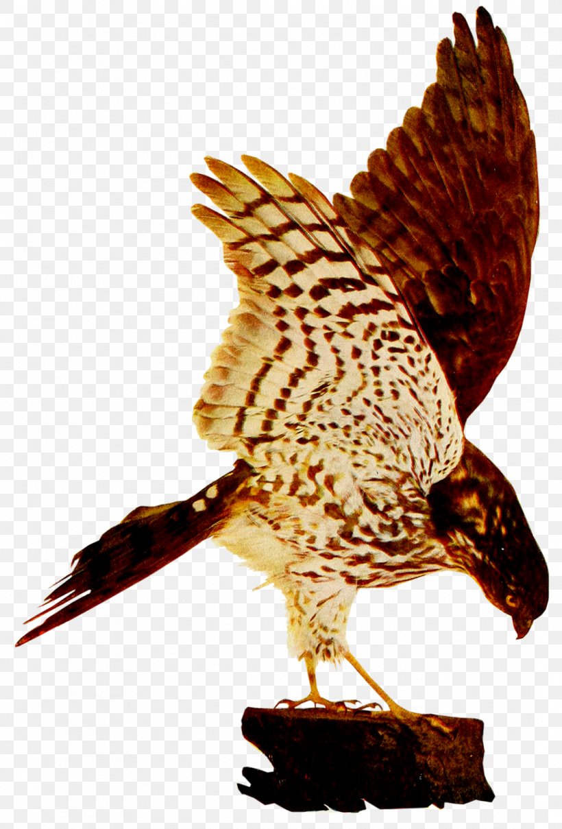 Hawk Eagle Fauna Beak Falcon, PNG, 1085x1600px, Hawk, Accipitriformes, Beak, Bird, Bird Of Prey Download Free