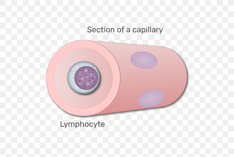 Lymphocyte White Blood Cell Agranulocyte, PNG, 666x550px, Lymphocyte, Animation, Blood, Blood Cell, Capillary Download Free