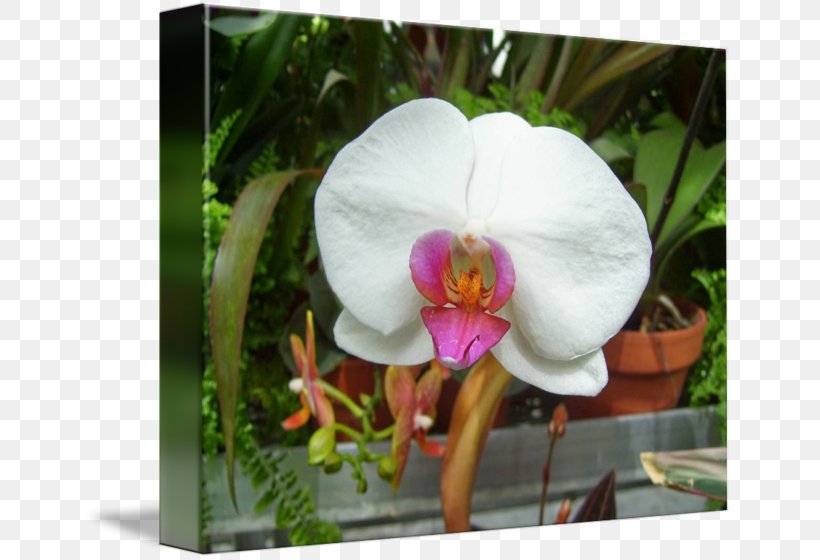 Moth Orchids Plant Imagekind, PNG, 650x560px, Orchids, Art, Cake Decorating, Flora, Flower Download Free