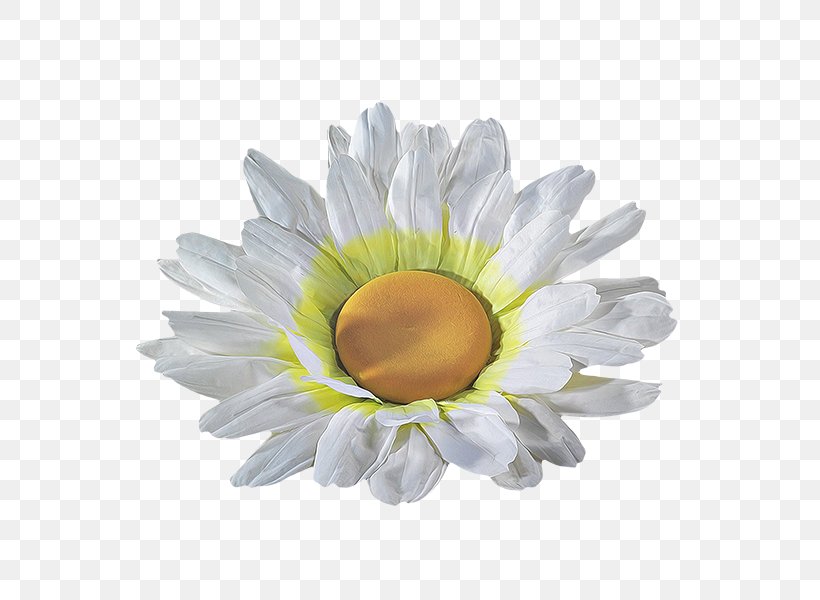 Transvaal Daisy Cut Flowers Petal, PNG, 600x600px, Transvaal Daisy, Cut Flowers, Daisy, Daisy Family, Flower Download Free