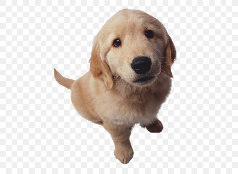 Golden Retriever Puppy Cat Nosebleed, PNG, 600x600px, Golden Retriever, Carnivoran, Cat, Companion Dog, Dog Download Free