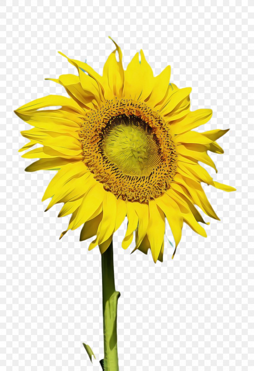 Drawing Of Family, PNG, 1656x2416px, Sunflower, Annual Plant, Asterales, Bloom, Common Sunflower Download Free