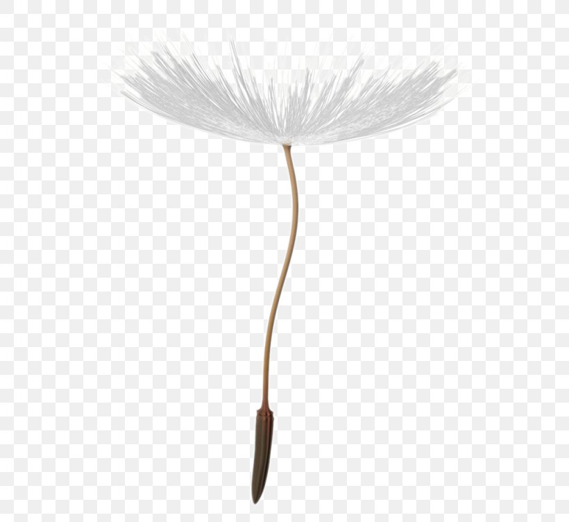Flowering Plant Brush Flowering Plant Feather, PNG, 1024x940px, Plant, Brush, Feather, Flower, Flowering Plant Download Free