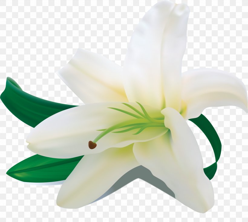 Lilium Candidum Amaryllis Belladonna Lilium Regale Flower Clip Art, PNG, 4164x3731px, Lilium Candidum, Amaryllis, Amaryllis Belladonna, Cut Flowers, Flower Download Free