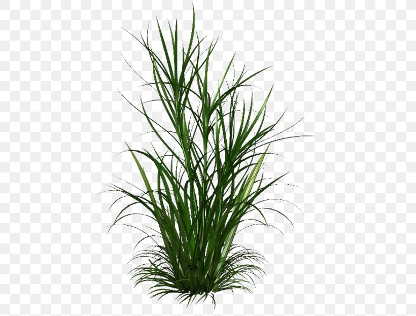 Scutch Grass Weed Clip Art, PNG, 450x623px, Scutch Grass, Chrysopogon Zizanioides, Commodity, Cynodon, Evergreen Download Free