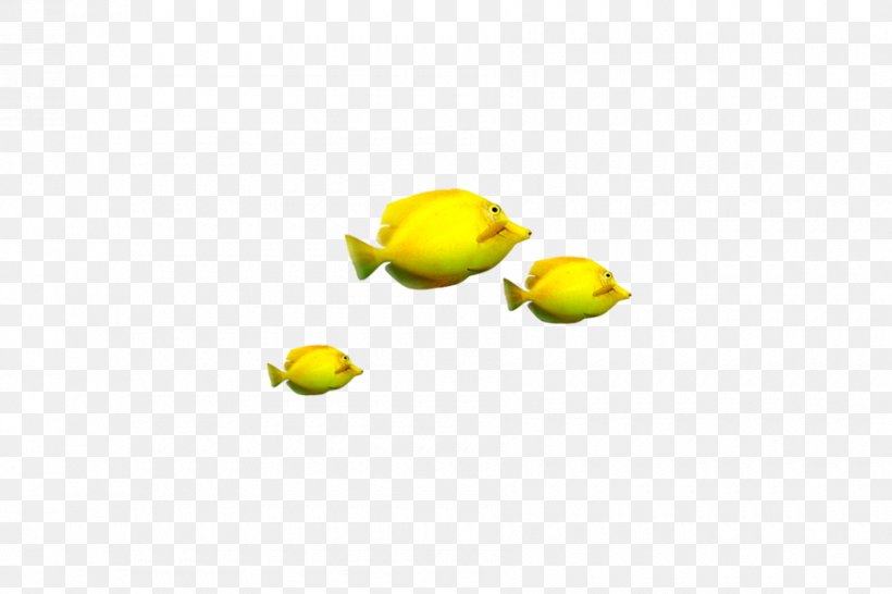 Tropical Fish Download Yellow, PNG, 900x600px, Fish, Computer, Food, Fruit, Google Images Download Free