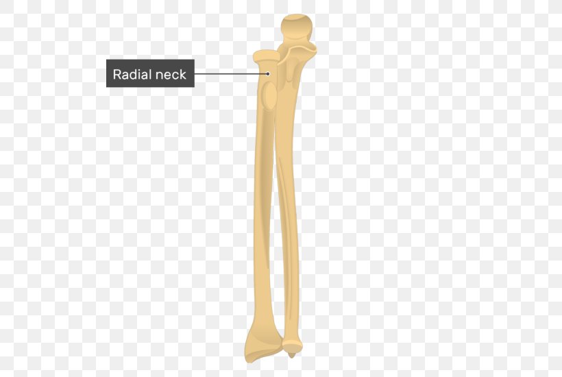 Ulnar Styloid Process Olecranon Radial Styloid Process Radius, PNG, 509x550px, Ulnar Styloid Process, Anatomy, Bone, Coracoid Process, Distal Radius Fracture Download Free