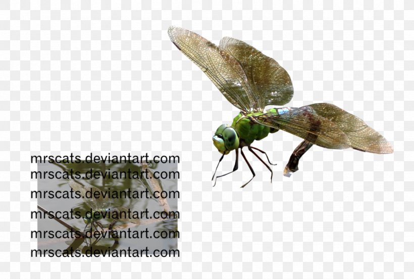 Insect Invertebrate Pest Pollinator Fauna, PNG, 1024x692px, Insect, Arthropod, Fauna, Invertebrate, Membrane Download Free