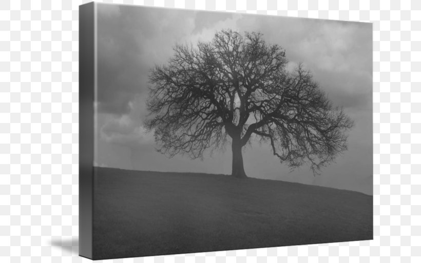 Monochrome Photography Still Life Photography, PNG, 650x513px, Photography, Black And White, Branch, Hill County Texas, Landscape Download Free
