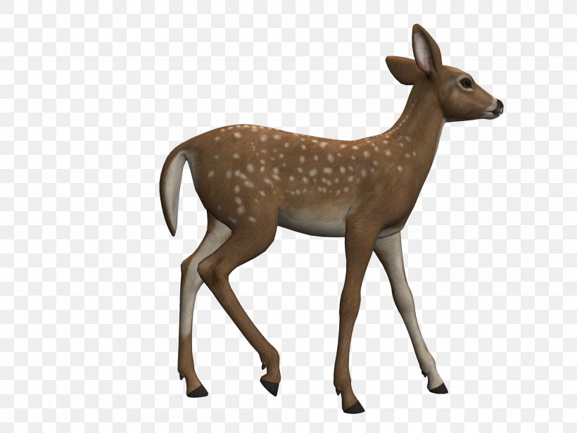 Red Deer White-tailed Deer Roe Deer Clip Art, PNG, 4000x3000px, Deer, Animal Figure, Antelope, Antler, Elk Download Free