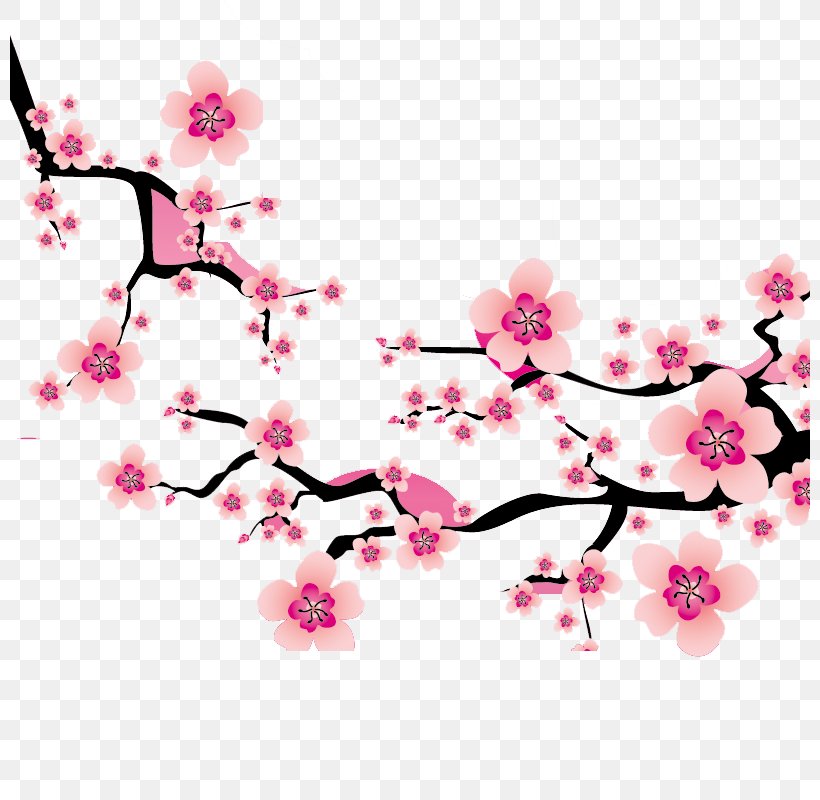 Cherry Blossom Plum Blossom Clip Art, PNG, 800x800px, Cherry Blossom, Blossom, Branch, Cherry, Drawing Download Free