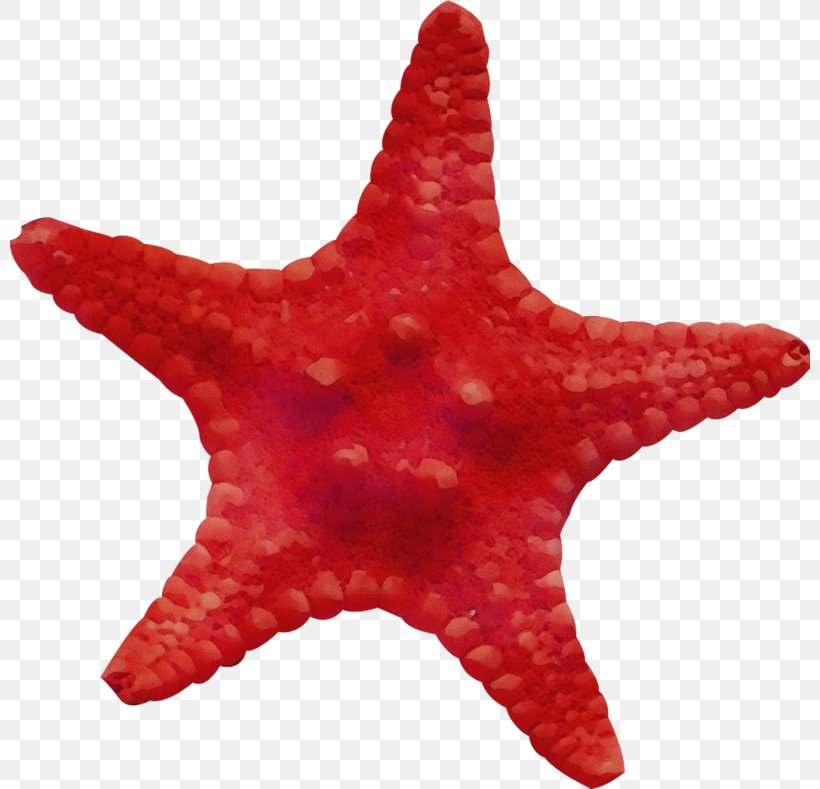 Starfish Red Marine Invertebrates Star, PNG, 800x789px, Watercolor, Marine Invertebrates, Paint, Red, Star Download Free