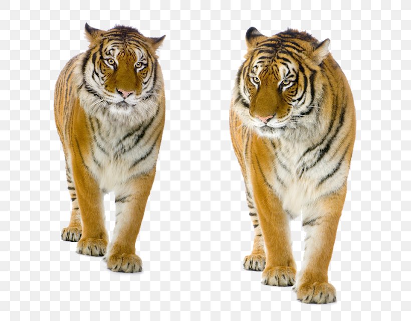 Stock Photography Royalty-free Stock.xchng White Tiger Felidae, PNG, 640x640px, Stock Photography, Animal Figure, Bengal Tiger, Big Cats, Carnivore Download Free
