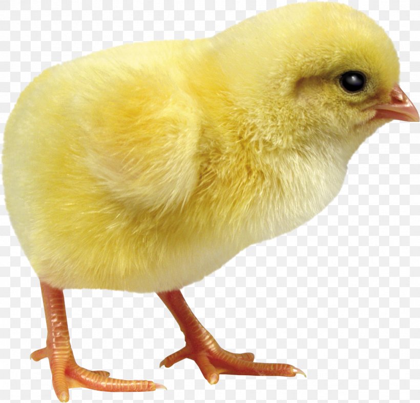 Chicken Incubator Egg Debeaking Duck, PNG, 2386x2288px, Chicken, Beak, Bird, Common Quail, Debeaking Download Free