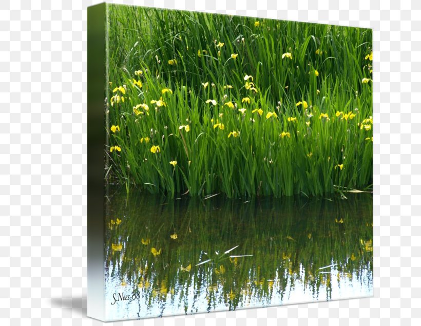Sweet Grass Water Gallery Wrap Canvas Art, PNG, 650x635px, Sweet Grass, Aquatic Animal, Aquatic Plant, Aquatic Plants, Art Download Free