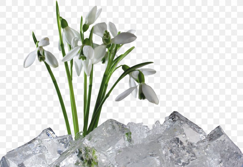 Artificial Flower Snowdrop Clip Art, PNG, 1280x881px, Flower, Artificial Flower, Common Daisy, Flora, Floral Design Download Free