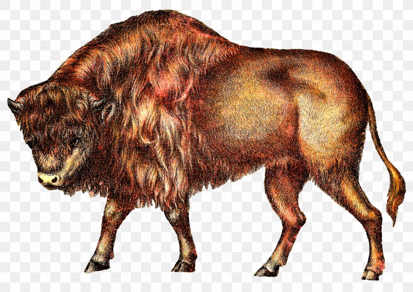 Buffalo Cattle Clip Art, PNG, 1600x1130px, Buffalo, Bison, Blog, Bull, Cattle Download Free