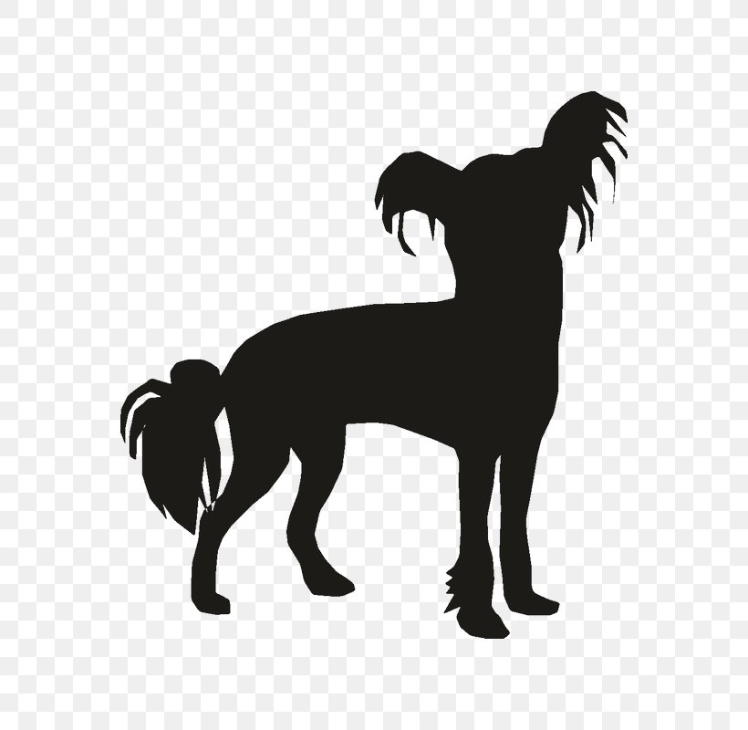Dog Breed Car Chihuahua Chinese Crested Dog Poodle, PNG, 800x800px, Dog Breed, Big Cats, Black, Black And White, Breed Download Free