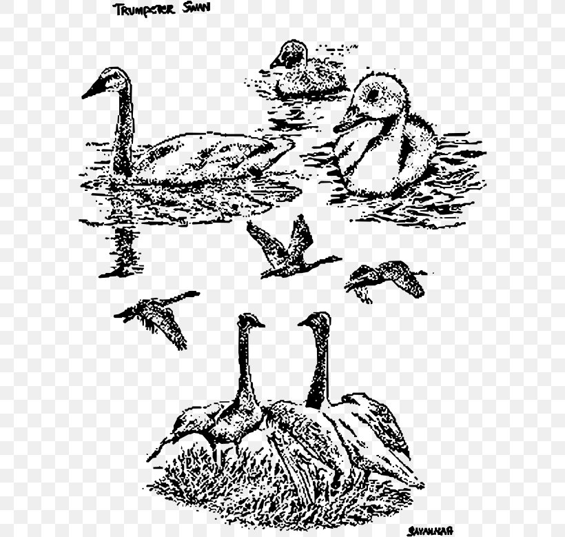 Duck Goose Chicken Mute Swan Bird, PNG, 594x779px, Duck, Art, Beak, Bird, Black And White Download Free