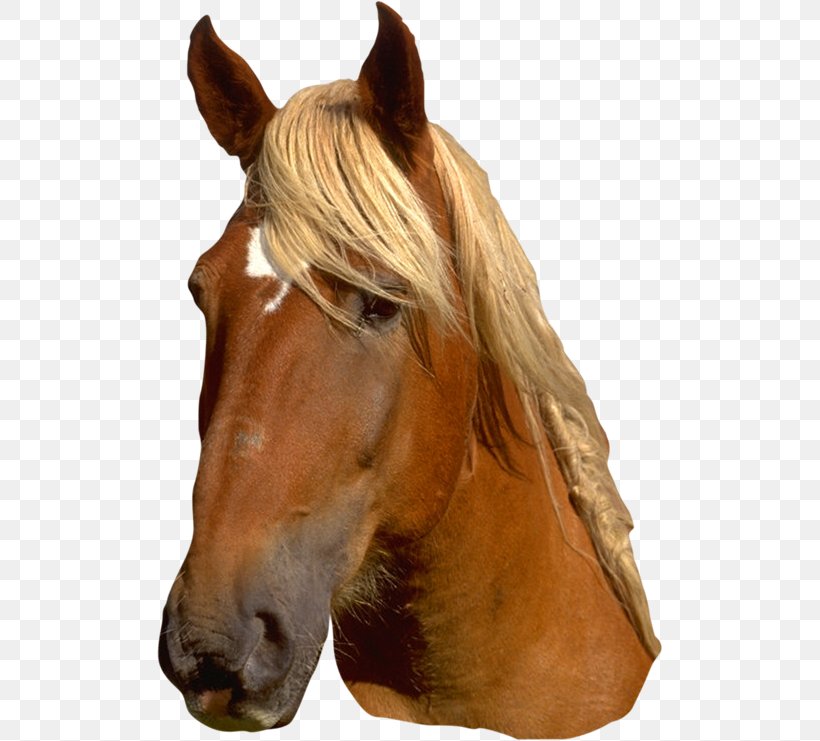 Mane Halter Mustang Pony Stallion, PNG, 506x741px, Mane, Bit, Bracelet, Bridle, Emerald Download Free