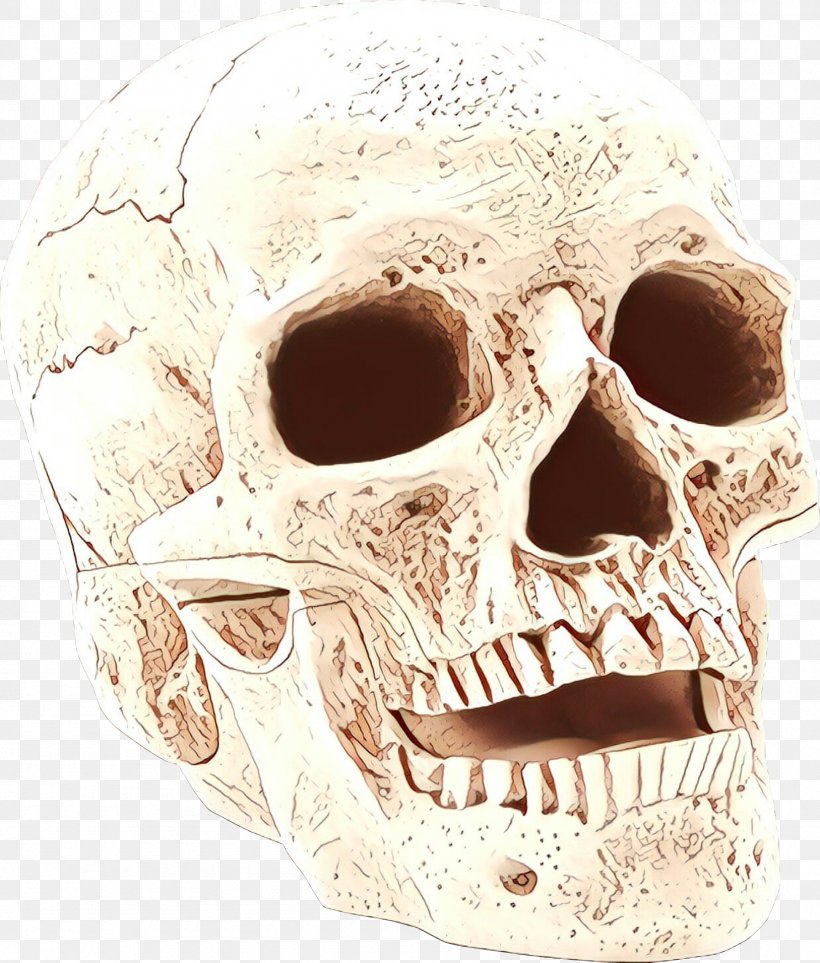 Skull, PNG, 1795x2110px, Skull, Anthropology, Bone, Face, Forehead Download Free