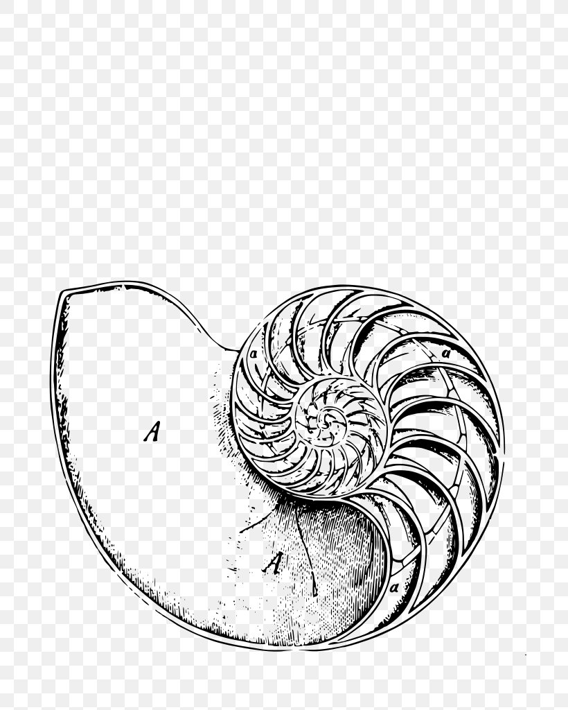 Chambered Nautilus Logarithmic Spiral Body Modification Sacred Geometry, PNG, 724x1024px, Chambered Nautilus, Black And White, Body Art, Body Jewelry, Body Modification Download Free
