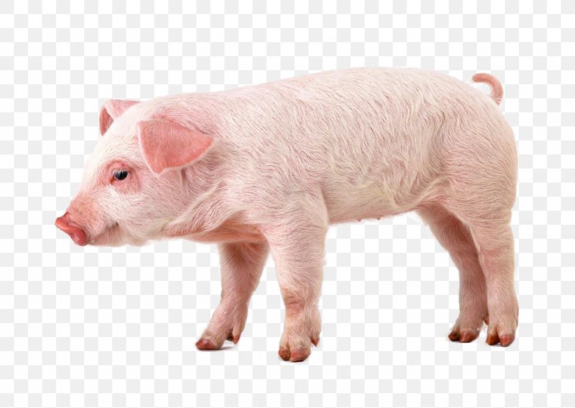 Miniature Pig Hogs And Pigs Clip Art, PNG, 1024x726px, Miniature Pig, Domestic Pig, Eventoed Ungulate, Fauna, Hogs And Pigs Download Free