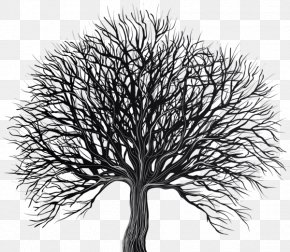 Clip Art Tree Vector Graphics Branch Drawing, PNG, 1629x1924px, Tree ...