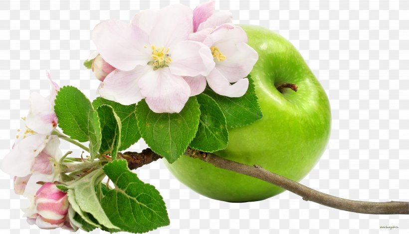 Apple Flower Fruit Wallpaper, PNG, 4000x2295px, Apple, Blossom, Cucumber, Display Resolution, Flower Download Free