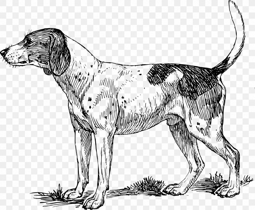 Basset Hound Pointer Bloodhound Beagle Puppy, PNG, 2400x1974px, Basset Hound, American Foxhound, Beagle, Black And White, Bloodhound Download Free