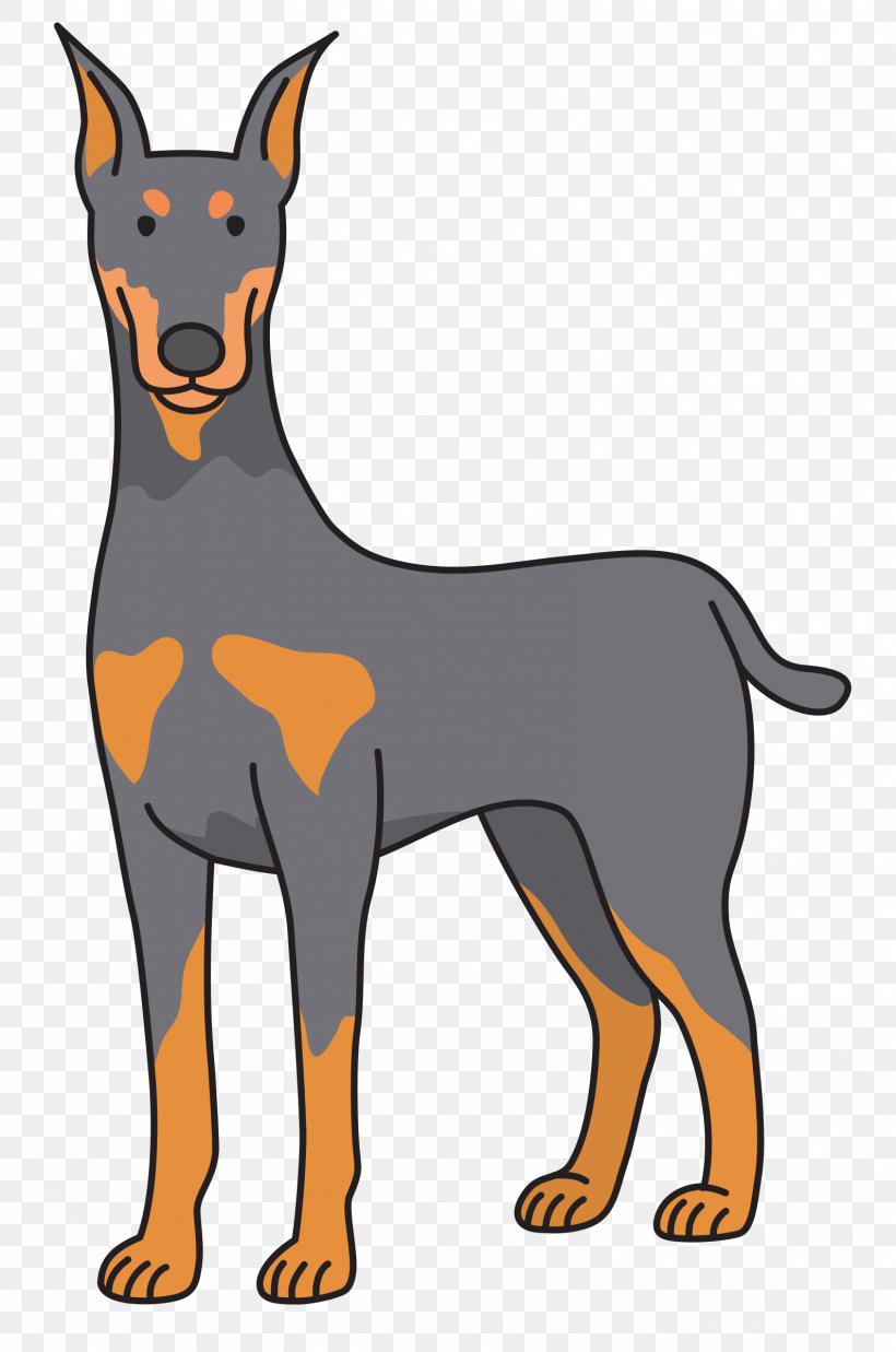 Dobermann Puppy Clip Art, PNG, 1590x2400px, Dobermann, Ancient Dog Breeds, Australian Kelpie, Carnivoran, Doberman Download Free