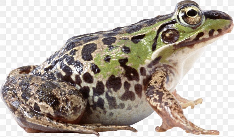 Frog, PNG, 2231x1313px, Frog, Amphibian, Bullfrog, Common Frog, Image File Formats Download Free