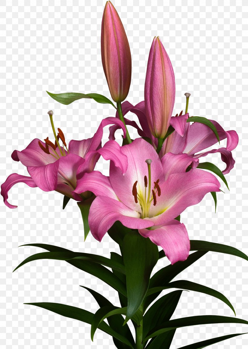 Lily Flower Cartoon, PNG, 1099x1546px, Flower, Amaryllis Belladonna, Arumlily, Bouquet, Calla Lily Download Free