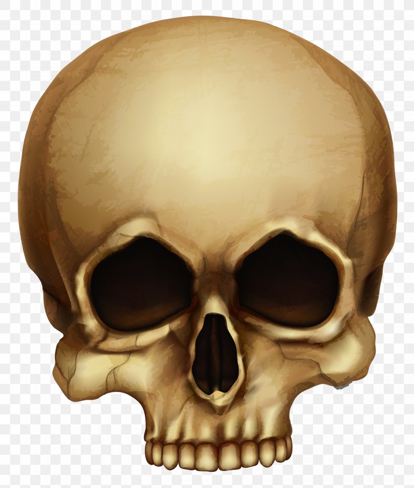 Skull Calavera Halloween Skeleton, PNG, 3269x3852px, Calavera, Bone, Digital Image, Halloween, Head Download Free