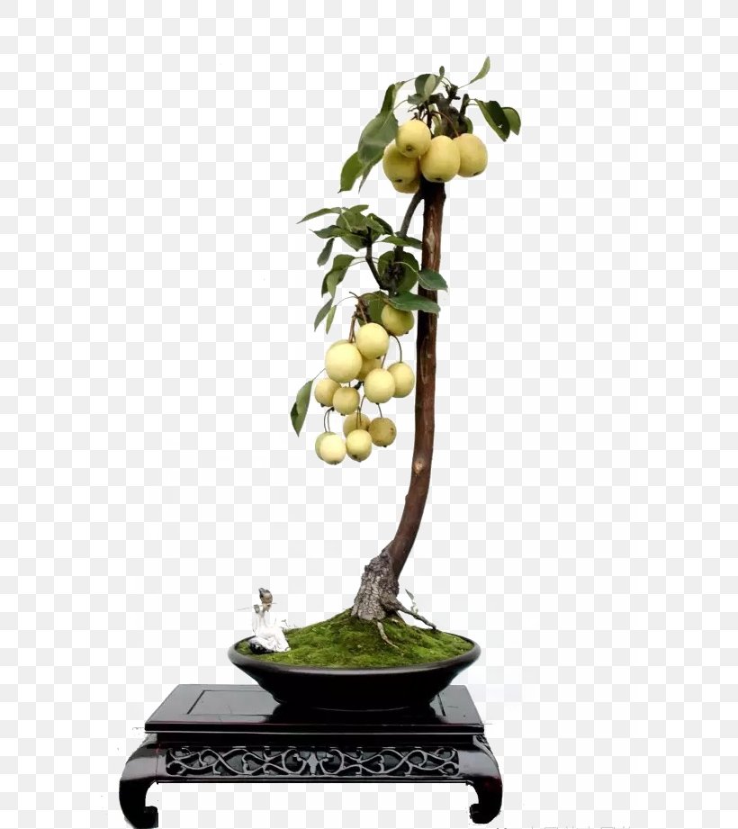 Asian Pear Bonsai Pyrus Xd7 Bretschneideri Tree Auglis, PNG, 599x921px, Asian Pear, Auglis, Bonsai, Flowerpot, Fruit Download Free