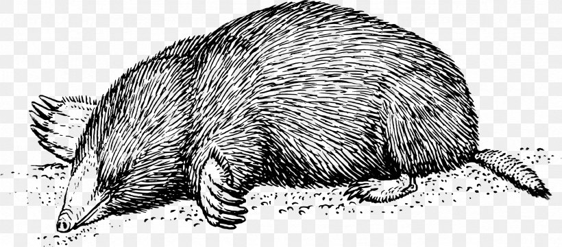 Drawing Mole Clip Art, PNG, 2362x1037px, Drawing, Armadillo, Art, Beaver, Black And White Download Free