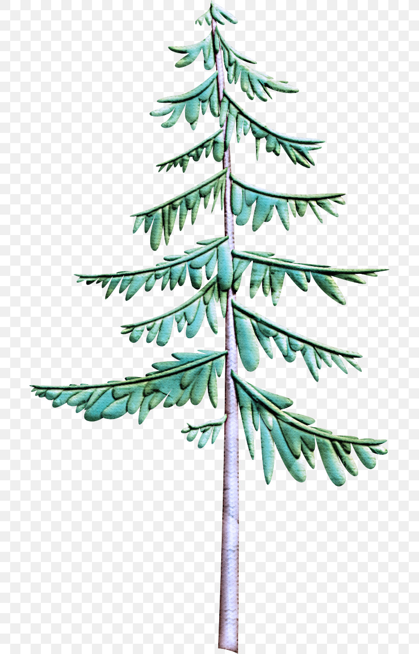 White Pine Tree Yellow Fir Shortleaf Black Spruce Colorado Spruce, PNG, 705x1280px, White Pine, Colorado Spruce, Green, Jack Pine, Leaf Download Free