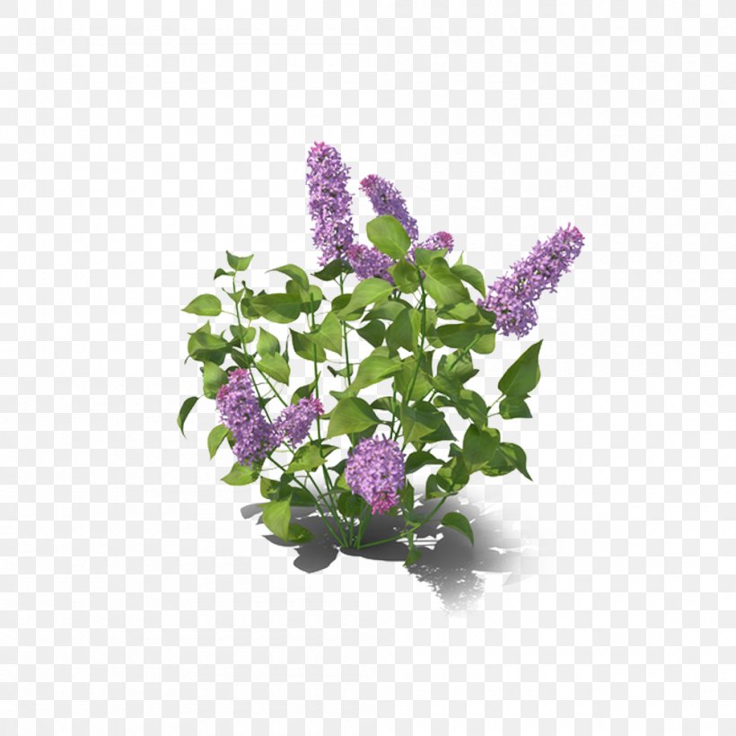 Lilac Violet, PNG, 1000x1000px, Lilac, Color, Cut Flowers, Floral Design, Flower Download Free