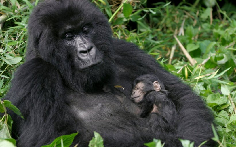 Bwindi Impenetrable National Park Virunga Mountains Volcanoes National Park Gorilla Chimpanzee, PNG, 1416x880px, Bwindi Impenetrable National Park, Backpacking, Chimpanzee, Common Chimpanzee, Fauna Download Free