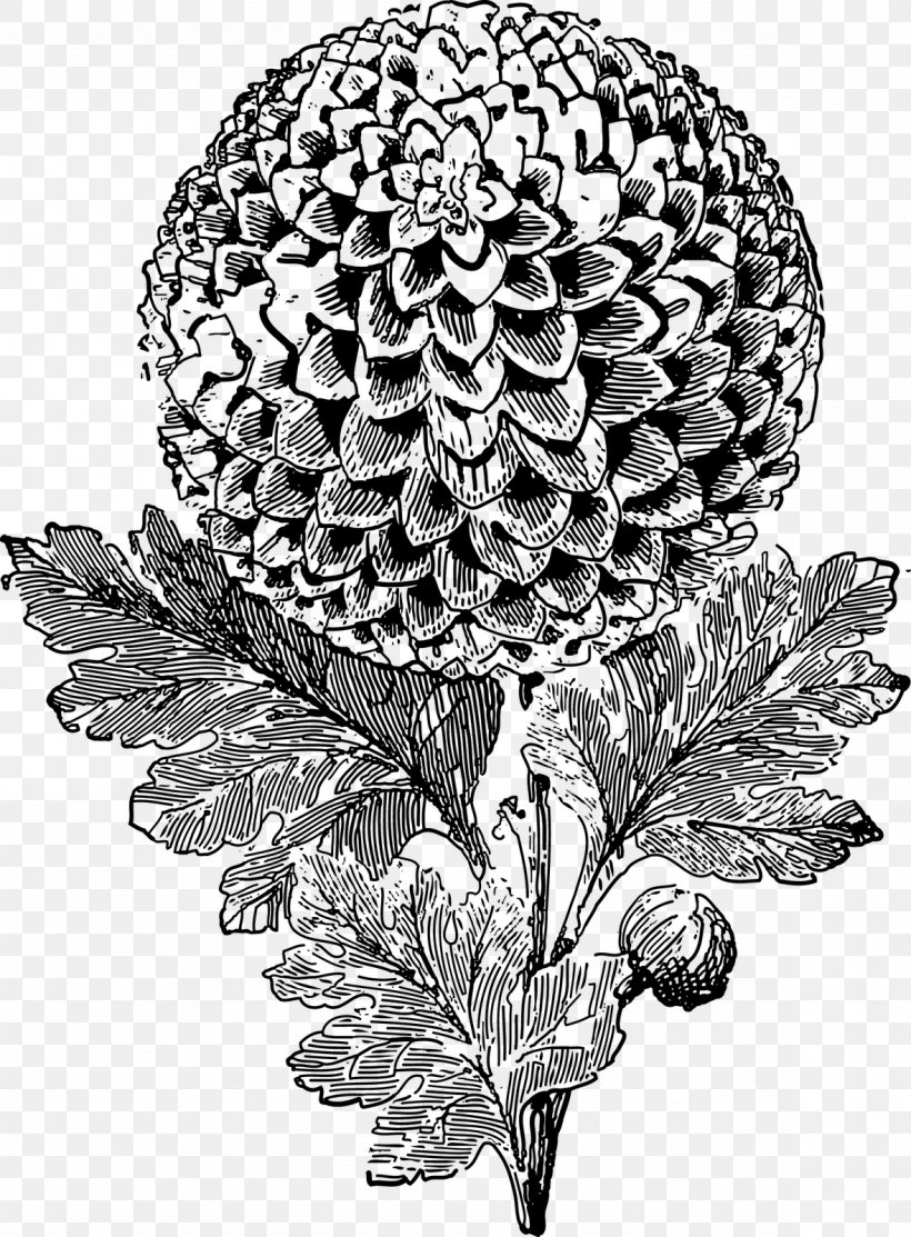 Chrysanthemum Drawing, PNG, 1178x1600px, Chrysanthemum, Black And White, Drawing, Etched Champion, Etching Download Free