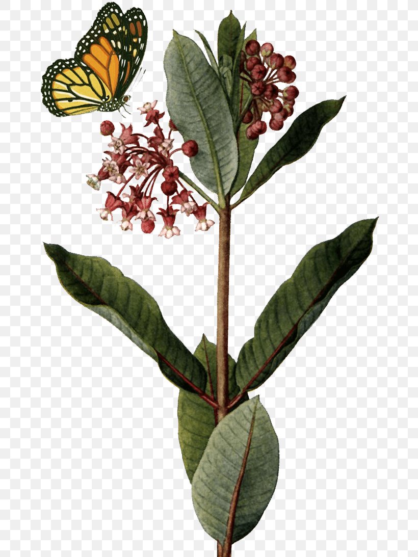 Common Milkweed Butterfly Weed Botanical Illustration Botany, PNG